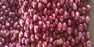 Nashik Bulk Onion