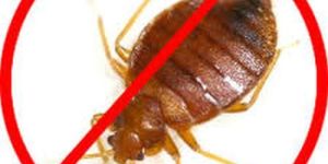 Bed Bug Pest Control Services