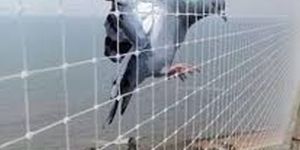 Bird Pest Control Services