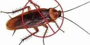Cockroach Pest Control Services