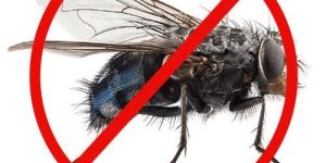 Flies Pest Control Services