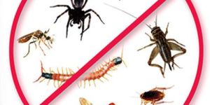 General Pest Control Services