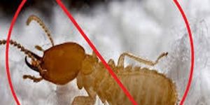 Termite Pest Control Services