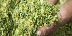 Corn Silage