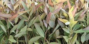12 Inches Hybrid Eucalyptus Plants
