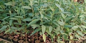 18 Inch Eucalyptus Hybrid Plant