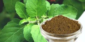Tulsi Leaves Powder