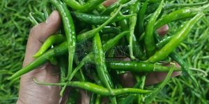A Grade G4 Fresh Green Chilli
