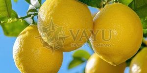 A Grade Fresh Yellow Lemon