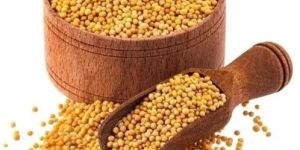 Yellow Mustard Seeds
