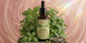 Organic Sweet Basil Essential Oil