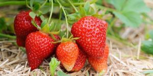 Well Watered Red Strawberry Fruit Plant
