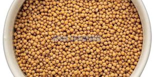 Yellow Mustard Seeds