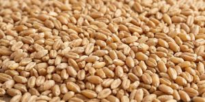 Natural Wheat Seeds