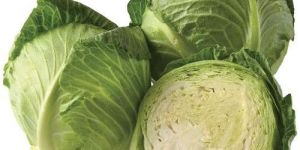 Fresh Green Cabbage