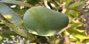Kesar Mango