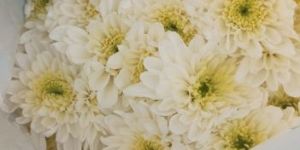 Chrysanthemums Flower