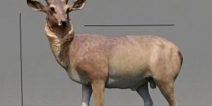 Deer Statue