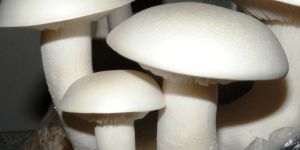 Milky Mushroom