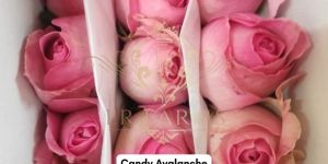 Candy Avalanche Rose Flower