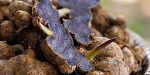 A Grade Black Ginger