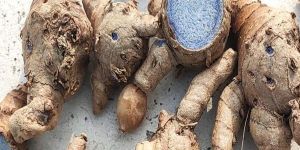 Fresh Black Turmeric Finger