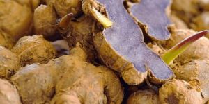 Organic Black Ginger
