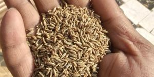Cumin Seeds