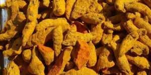 Salem Turmeric Finger