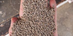 Cumin Seeds