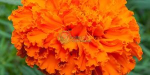 Marigold Flowers