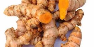 Fresh Raw Turmeric Root