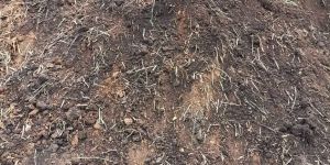 Cow Dung Powder