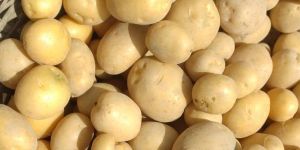 Potato