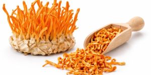 Cardycep Militeris Mushroom