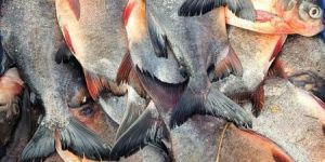 Fresh Water Fish