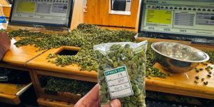 Green Cardamom
