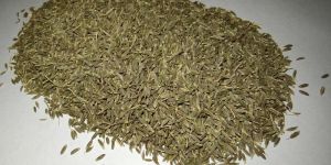 Cumin Seed Jeera