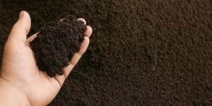 Pure Cow Dung Manure Powder