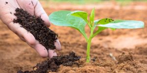 Vermicompost