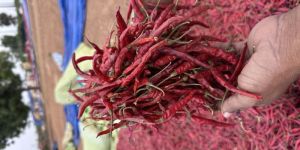 S17 Teja Red Chilli