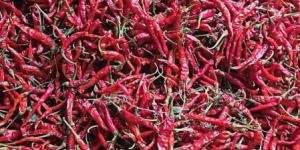 Red Chilli