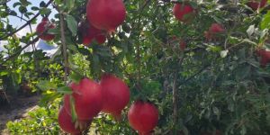 Fresh Pomegranate
