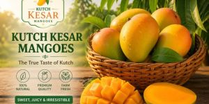 Kutch Kesar Mangoes