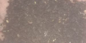 Kalonji Seeds