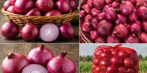 Onions