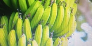 Fresh Bananas