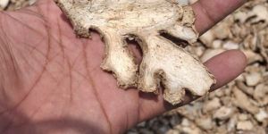 Dry Ginger