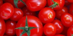 Fresh Tomato