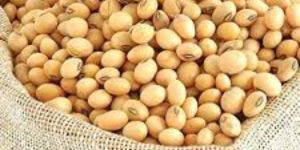 Soybean Seeds